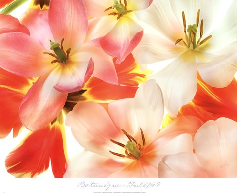 Framed Tulips 2 Print