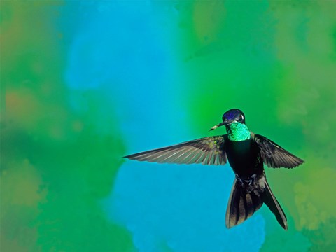 Framed Magnificent hummingbird in flight, Arizona, USA Print
