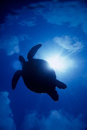 Framed Sea Turtle Underwater, Sipadan Island South Point, Malaysia Print