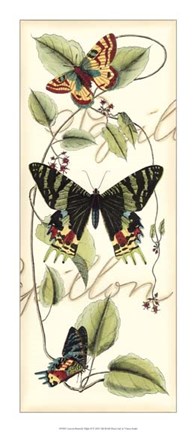 Framed Butterfly Flight II Print