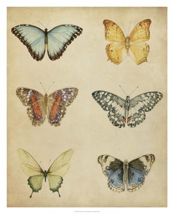 Framed Butterfly Varietal I Print