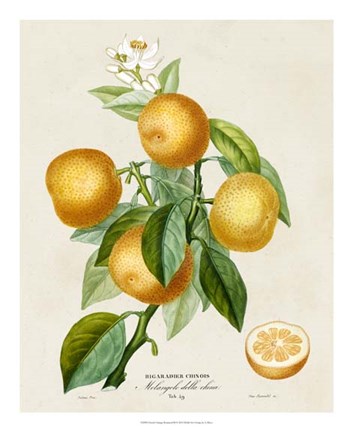 Framed French Orange Botanical III Print