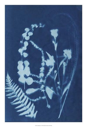Framed Cyanotype No.16 Print