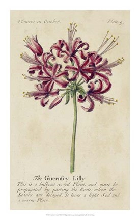 Framed Gardener&#39;s Guide VII Print