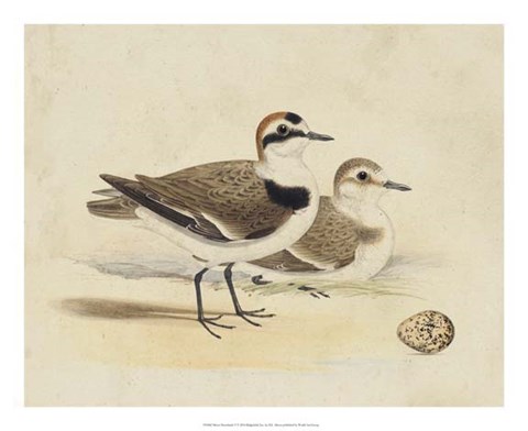 Framed Meyer Shorebirds V Print