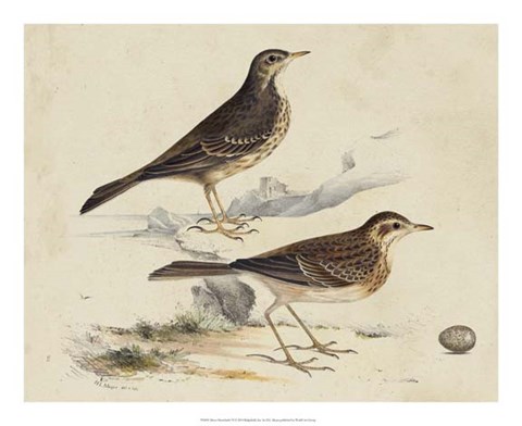 Framed Meyer Shorebirds VI Print