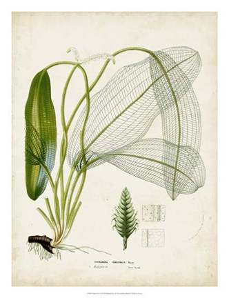 Framed Tropical Grass II Print
