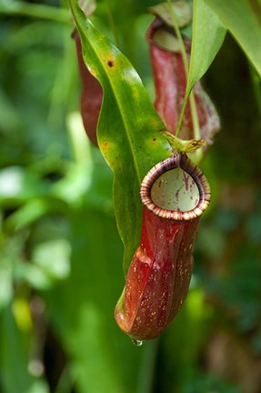Framed Old World carnivorous pitcher plant hanging from tendril, Penang, Malaysia Print