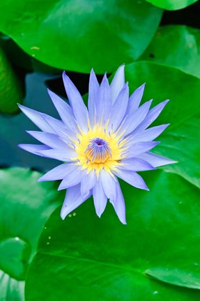 Framed Lily Flower at Wat Chalong temple Phuket, Thailand Print