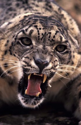 Framed Tibet, Snow Leopard, captive Print