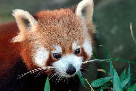 Framed Red Panda, Taronga Zoo, Sydney, Australia Print