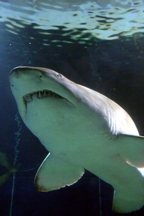 Framed Shark at Manly Aquarium, Sydney, Australia Print