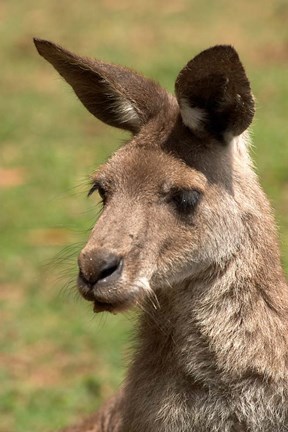 Framed Grey Kangaroo, Australia Print