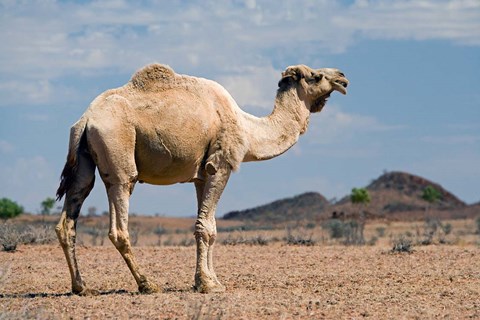 Framed Camel near Stuart Highway, Outback, Northern Territory, Australia Print
