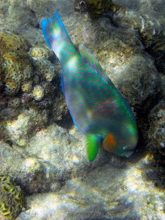 Framed Surf Parrotfish, Low Isles, Great Barrier Reef, Australia Print