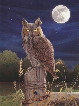 Framed Night Owl Print