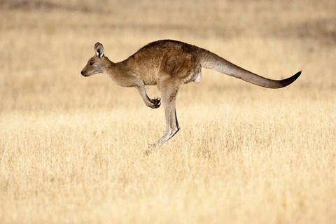 Framed Eastern Grey Kangaroo, Tasmania, Australia Print