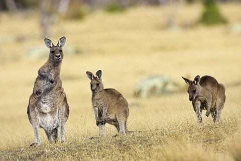 Framed Eastern Grey Kangaroo group standing upright Print