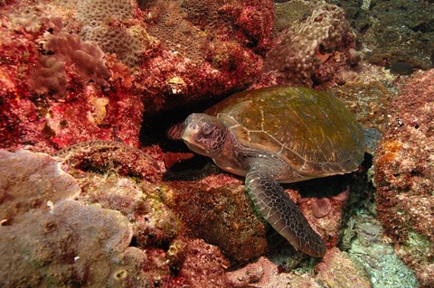 Framed Green turtle, Stradbroke Island, Queensland, Australia Print