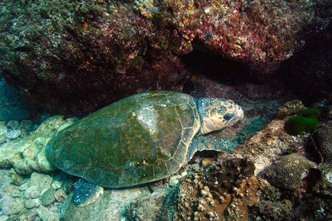 Framed Loggerhead Turtle, Stradbroke Queensland, Australia Print