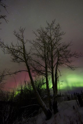 Framed Aurora Borealis with Tree, Twin Lakes, Yukon, Canada Print