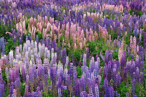 Framed Lupine flowers in Fiordland National Park, South Island, New Zealand Print