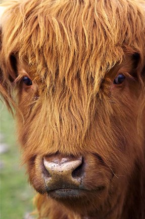 Framed Scottish Cow, Deer Park Heights, Queenstown, South island, New Zealand Print