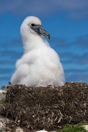 Framed Australia, Tasmania, Bass Strait Albatross chick Print