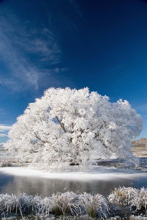 Framed Hoar Frost on Willow Tree, near Omakau, Central Otago, South Island, New Zealand Print