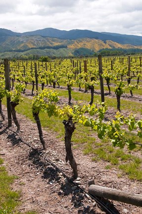 Framed New Zealand, Wairau Rivery Winery vineyard Print