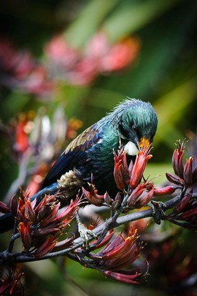 Framed Tui bird, New Zealand Print