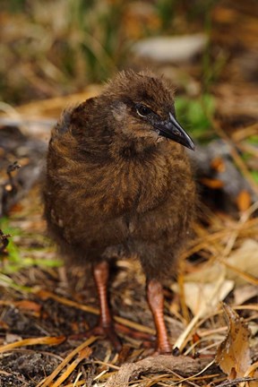 Framed New Zealand, Stewart Island, Ulva Island, Weka bird Print