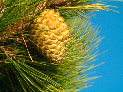 Framed Pine Cone in Tree, New Zealand Print