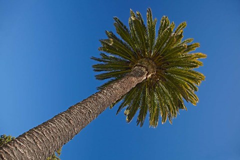 Framed Palm tree, Seymour Square, Marlborough, New Zealand Print