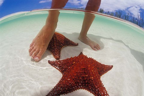 Framed Starfish and Feet, Bahamas, Caribbean Print