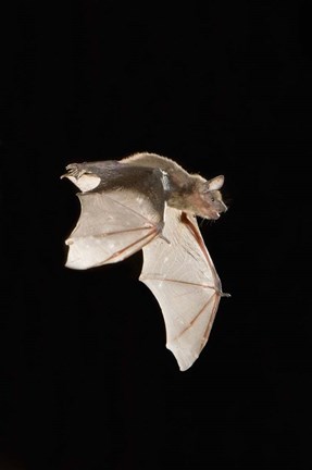 Framed Evening Bat leaving Day roost in tree hole, Texas Print