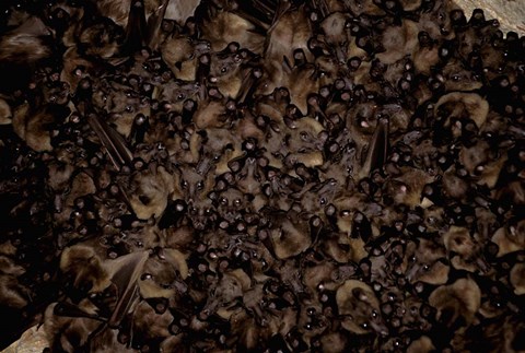 Framed Madagascar, Ankarana, Tongue-clicking fruit bat wildlife Print