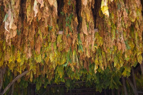 Framed Drying tobacco, Cuba Print