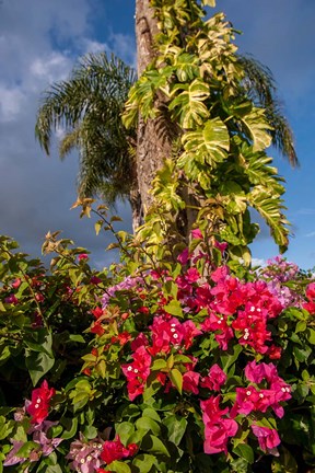 Framed Bougainvillea flora, Bavaro, Higuey, Punta Cana, Dominican Republic Print
