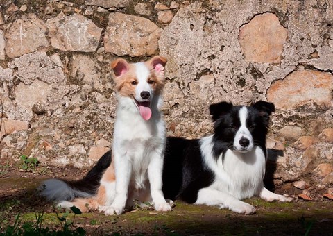 Framed pair of Border Collie dogs Print