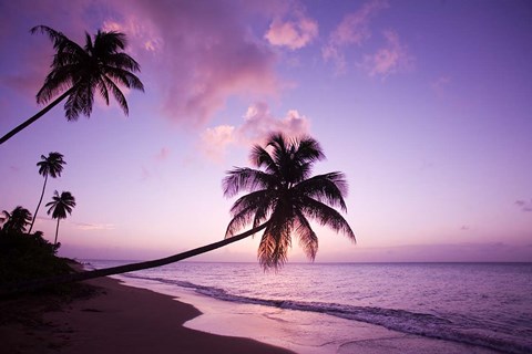 Framed Palm Trees at Sunset, Coconut Grove Beach at Cade&#39;s Bay, Nevis, Caribbean Print