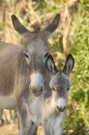 Framed Mother and Baby Donkeys on Salt Cay Island, Turks and Caicos, Caribbean Print