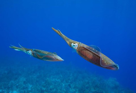 Framed Cayman Islands, Caribbean Reef Squid, Marine Life Print