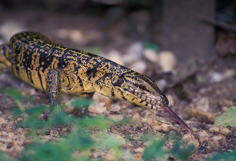 Framed Trinidad, Asa Wright Nature Ctr, Tiger Lizard Print