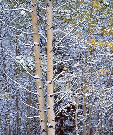 Framed Alberta, Peter Lougheed PP Aspen trees in snow Print