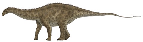 Framed Apatosaurus, a Sauropod Dinosaur also known as Brontosaurus Print