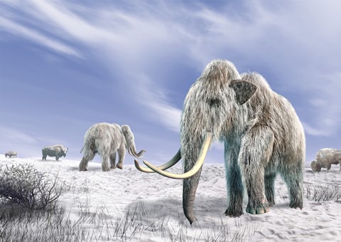 Framed Two Woolly Mammoths in a Snow Covered Field with a Few Bison Print