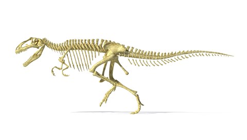 Framed 3D Rendering of a Giganotosaurus Dinosaur Skeleton Print