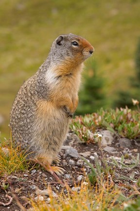 Framed British Columbia, Banff NP, Columbian ground squirrel Print