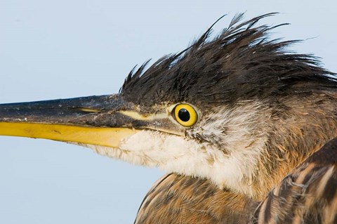 Framed Great blue heron, Boundary Bay, British Columbia Print